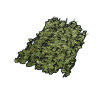 Jungle Ivy